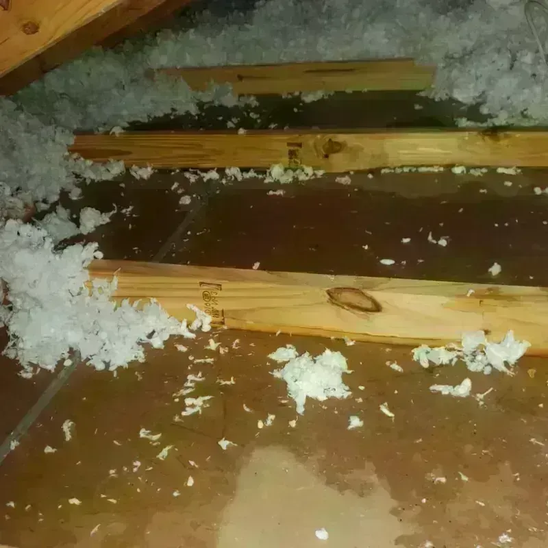 Attic Water Damage in Cordova, AL