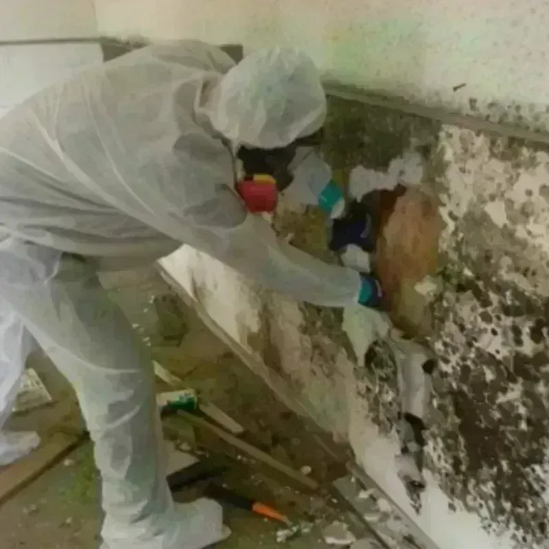 Mold Remediation and Removal in Cordova, AL